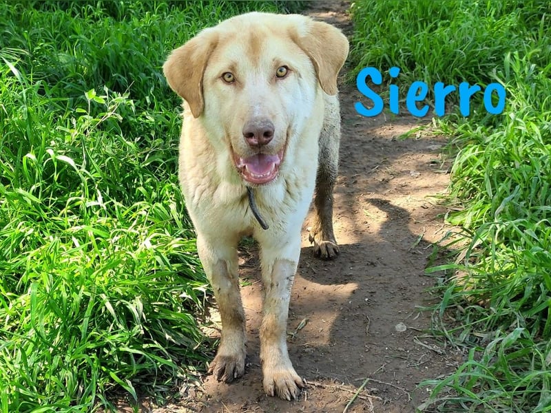 Sierro 04/2024 (ESP Pflegestelle) - gutmütiger, genügsamer und verschmuster Herdenschutz-Mix Rüde!