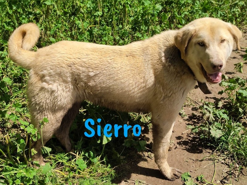 Sierro 04/2024 (ESP Pflegestelle) - gutmütiger, genügsamer und verschmuster Herdenschutz-Mix Rüde!