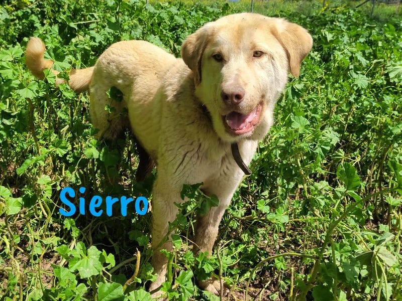 Sierro 04/2024 (ESP Pflegestelle) - gutmütiger, genügsamer und verschmuster Herdenschutz-Mix Rüde!