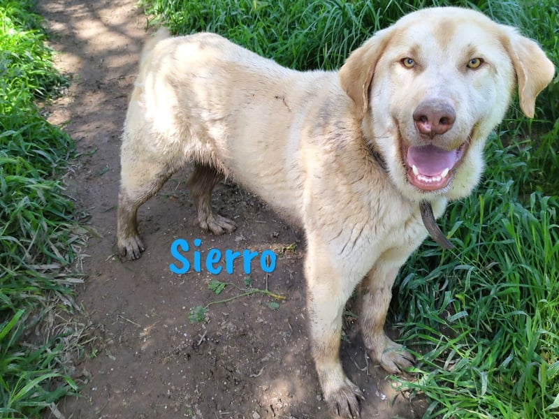 Sierro 04/2024 (ESP Pflegestelle) - gutmütiger, genügsamer und verschmuster Herdenschutz-Mix Rüde!