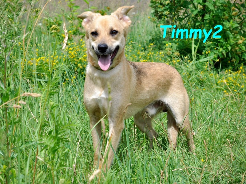 Timmy2 geb. 03/2023 - verspielter, aktiver und fröhlicher junger Rüde!