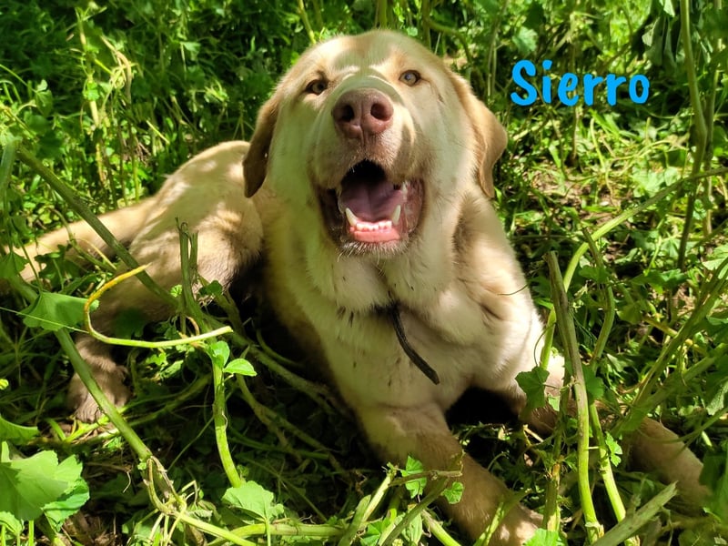 Sierro 04/2024 (ESP Pflegestelle) - gutmütiger, genügsamer und verschmuster Herdenschutz-Mix Rüde!