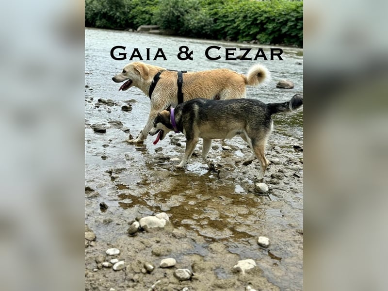 Cezar - großer Kuschelbär!