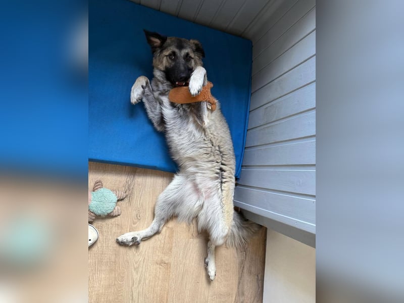 Süßer Cody(1 Jahr/53 cm/15 kg) sucht liebevolles Zuhause