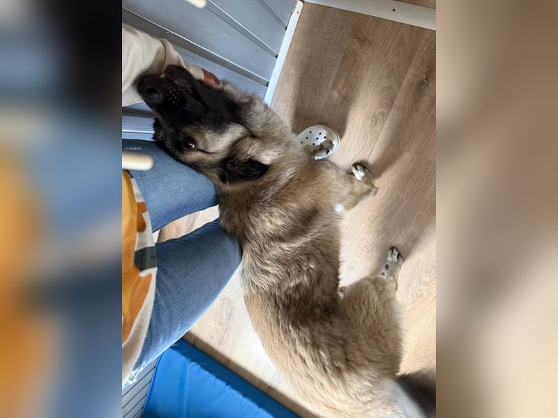 Süßer Cody(1 Jahr/53 cm/15 kg) sucht liebevolles Zuhause