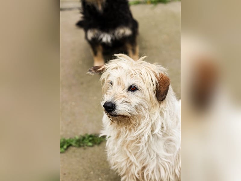 Dizel sucht ein Zuhause