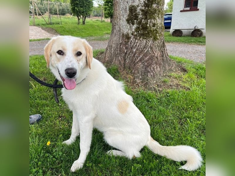 Kian - zurückhaltender,unsicherer Herdenschutzhund-Mix Rüde / Pflegestelle in Eslohe