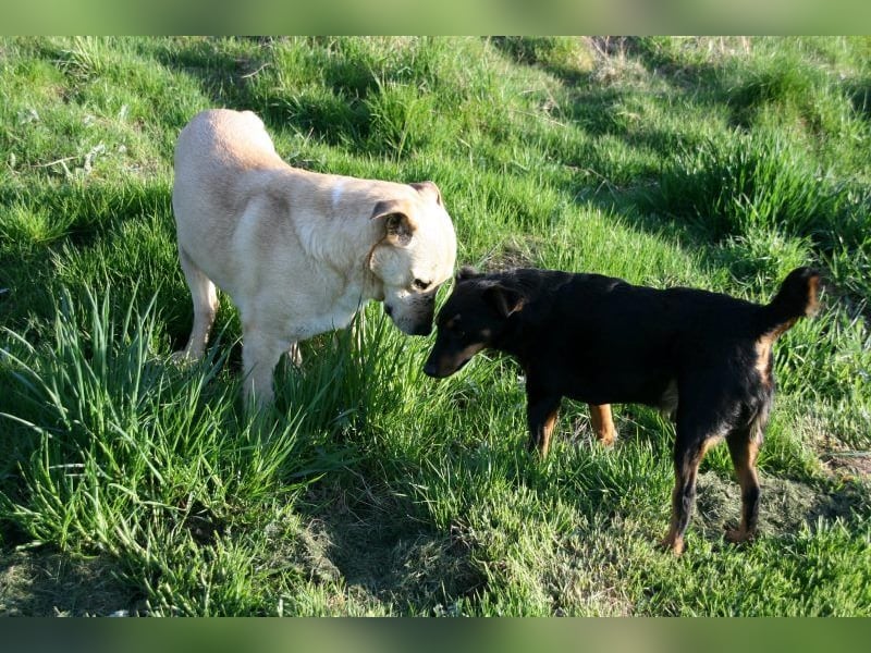 Paco - freundlicher, sozialer, verspielter Rüde / Pflegestelle in Gerolstein