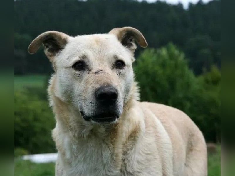 Paco - freundlicher, sozialer, Rüde - mit Handicap sucht dringend Zuhause oder Pflegestelle