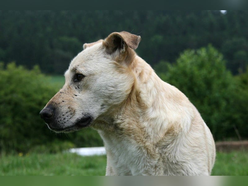 Paco - freundlicher, sozialer, verspielter Rüde / Pflegestelle in Gerolstein