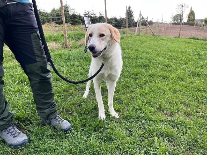 Kian - zurückhaltender,unsicherer Herdenschutzhund-Mix Rüde / Pflegestelle in Eslohe