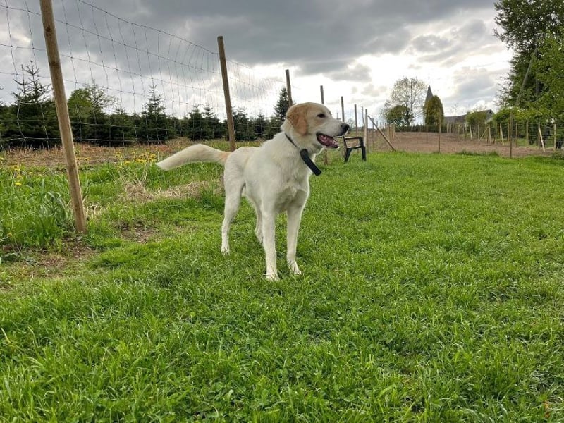 Kian - zurückhaltender,unsicherer Herdenschutzhund-Mix Rüde / Pflegestelle in Eslohe
