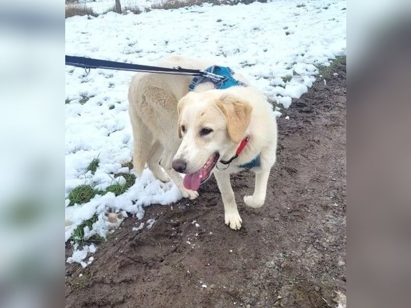 Kian - zurückhaltender,unsicherer Herdenschutzhund-Mix Rüde / Pflegestelle in Eslohe