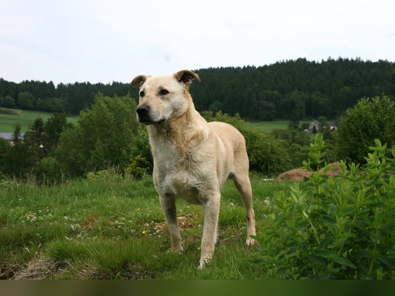 Paco - freundlicher, sozialer, verspielter Rüde / Pflegestelle in Gerolstein