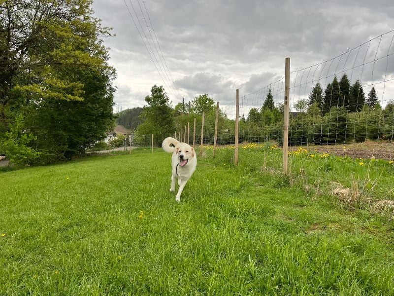 Kian - zurückhaltender,unsicherer Herdenschutzhund-Mix Rüde / Pflegestelle in Eslohe