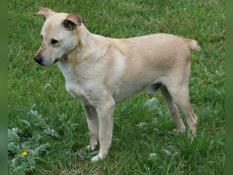 Paco - freundlicher, sozialer, verspielter Rüde / Pflegestelle in Gerolstein