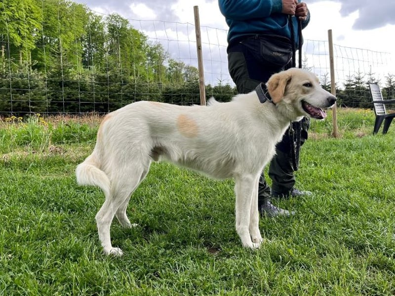 Kian - zurückhaltender,unsicherer Herdenschutzhund-Mix Rüde / Pflegestelle in Eslohe