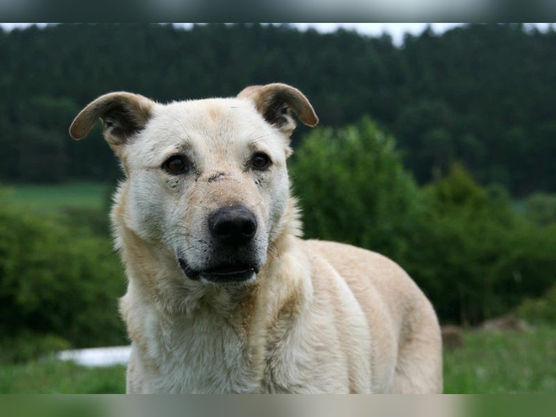 Paco - freundlicher, sozialer, verspielter Rüde / Pflegestelle in Gerolstein
