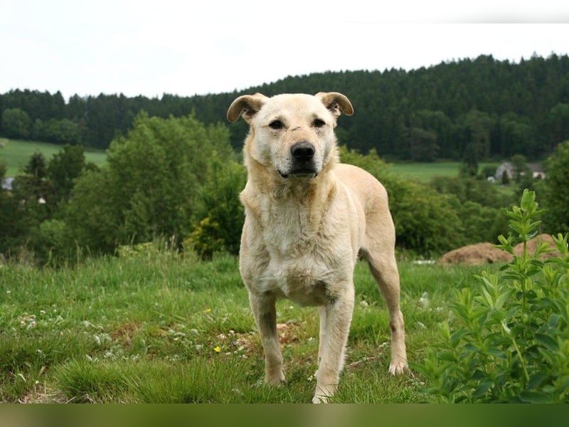 Paco - freundlicher, sozialer, verspielter Rüde / Pflegestelle in Gerolstein