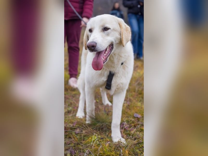 Kian - zurückhaltender,unsicherer Herdenschutzhund-Mix Rüde / Pflegestelle in Eslohe