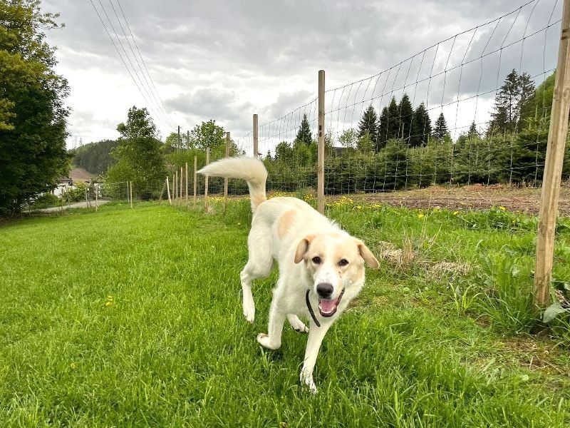 Kian - zurückhaltender,unsicherer Herdenschutzhund-Mix Rüde / Pflegestelle in Eslohe