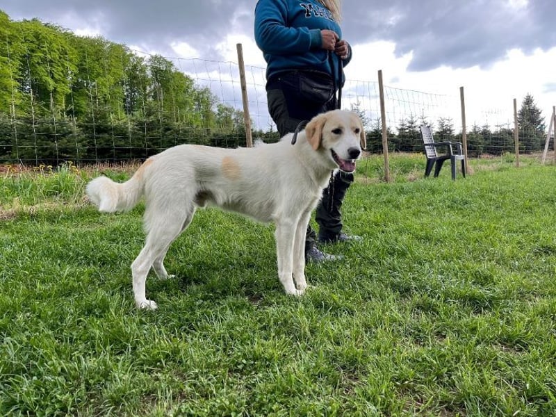 Kian - zurückhaltender,unsicherer Herdenschutzhund-Mix Rüde / Pflegestelle in Eslohe