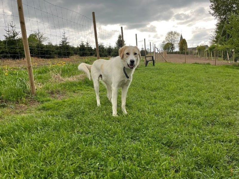Kian - zurückhaltender,unsicherer Herdenschutzhund-Mix Rüde / Pflegestelle in Eslohe