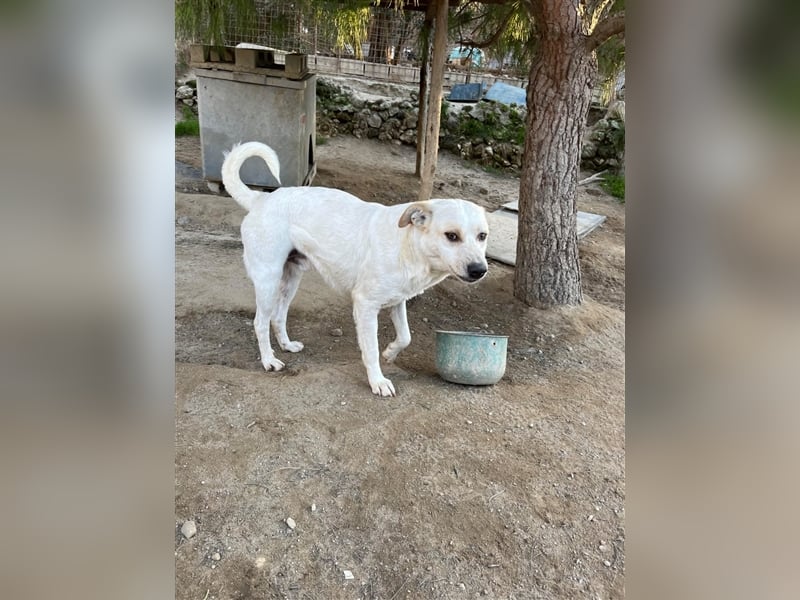 Rupes: „ Wo geht‘s in die Familienhundeschule?“