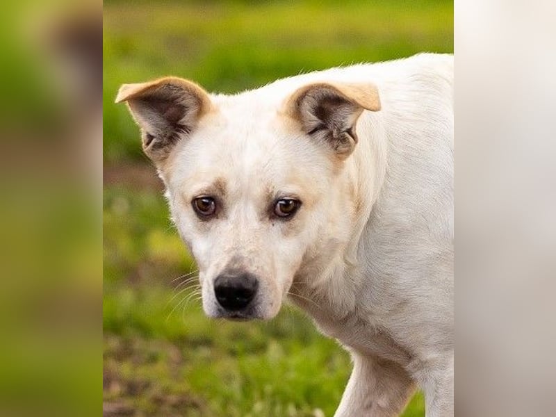 Rupes: „ Wo geht‘s in die Familienhundeschule?“