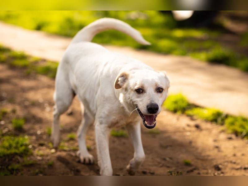 Rupes: „ Wo geht‘s in die Familienhundeschule?“