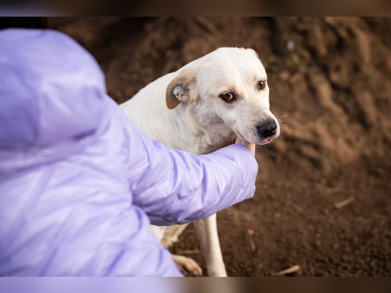 Rupes: „ Wo geht‘s in die Familienhundeschule?“