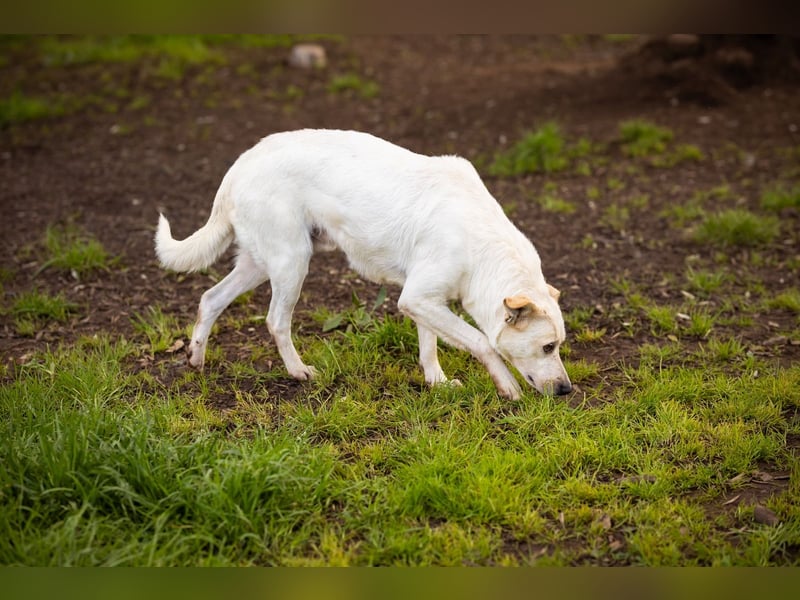 Rupes: „ Wo geht‘s in die Familienhundeschule?“