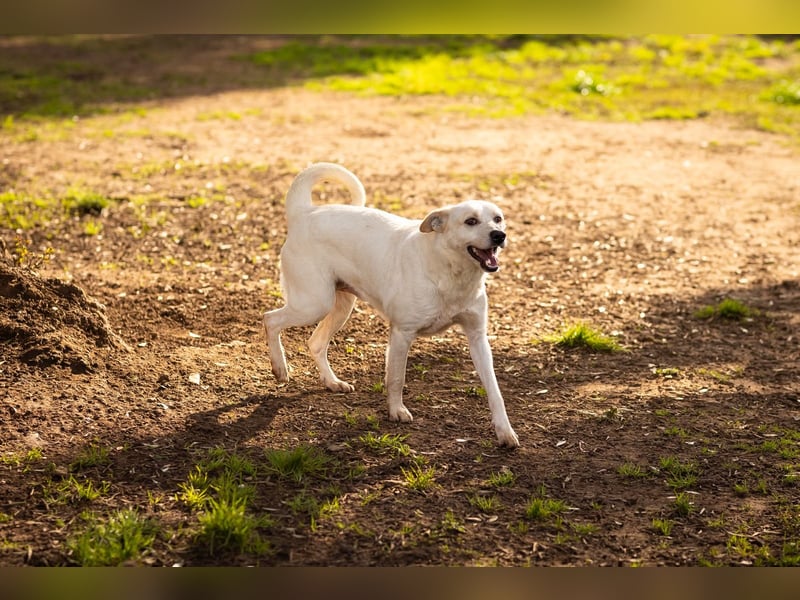 Rupes: „ Wo geht‘s in die Familienhundeschule?“