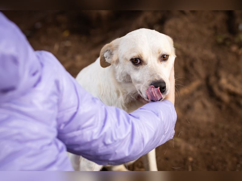 Rupes: „ Wo geht‘s in die Familienhundeschule?“