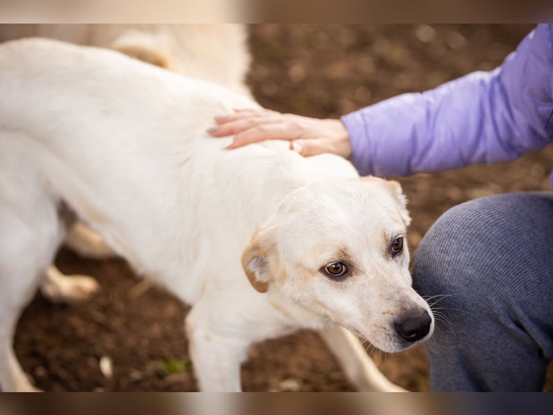 Rupes: „ Wo geht‘s in die Familienhundeschule?“
