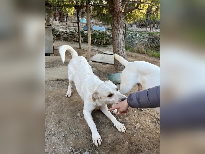 Rupes: „ Wo geht‘s in die Familienhundeschule?“