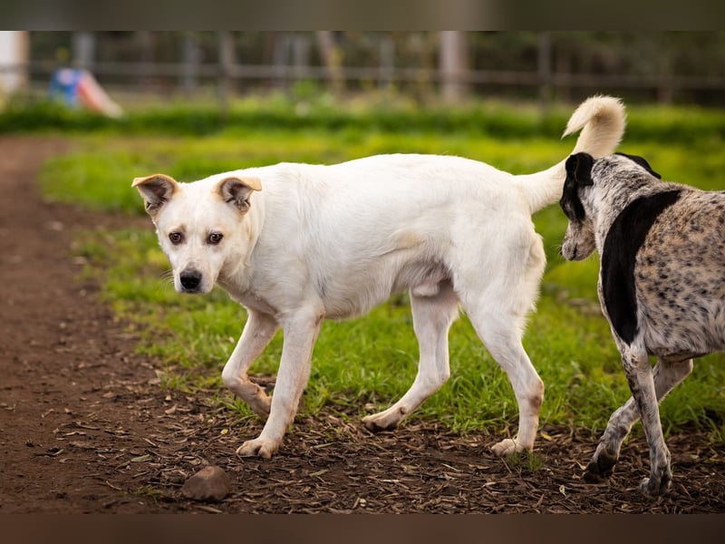 Rupes: „ Wo geht‘s in die Familienhundeschule?“