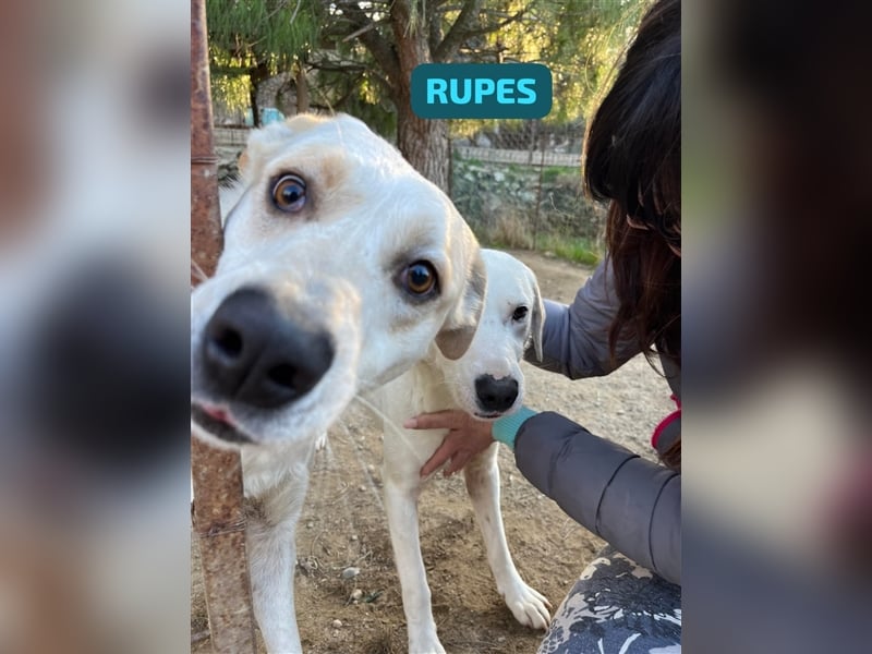 Rupes: „ Wo geht‘s in die Familienhundeschule?“