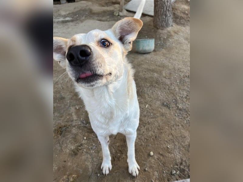Rupes: „ Wo geht‘s in die Familienhundeschule?“