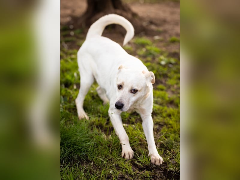 Rupes: „ Wo geht‘s in die Familienhundeschule?“