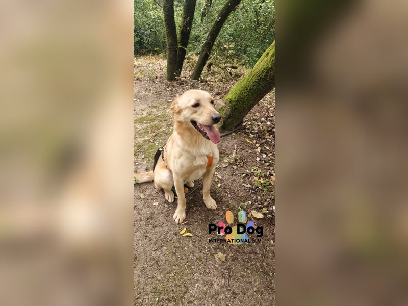 Vanilla, ein Traum von Hund
