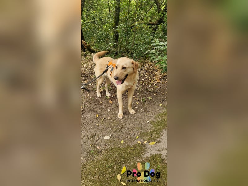 Vanilla, ein Traum von Hund