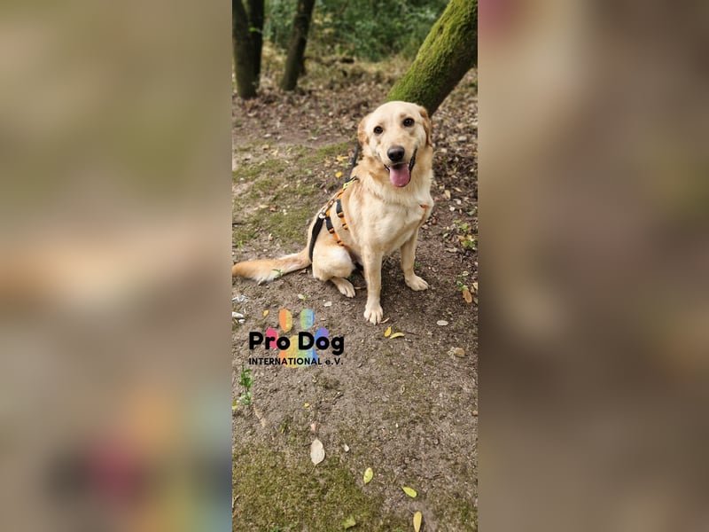 Vanilla, ein Traum von Hund