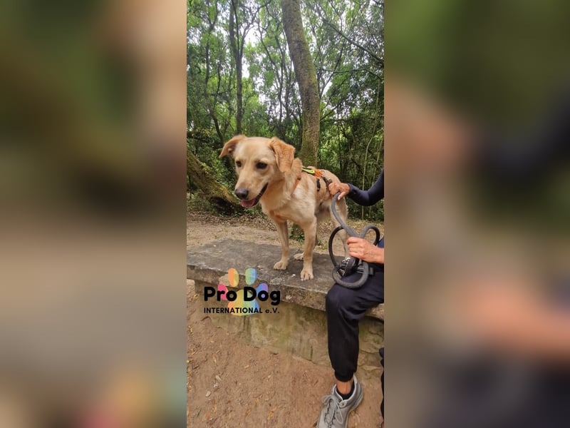 Vanilla, ein Traum von Hund