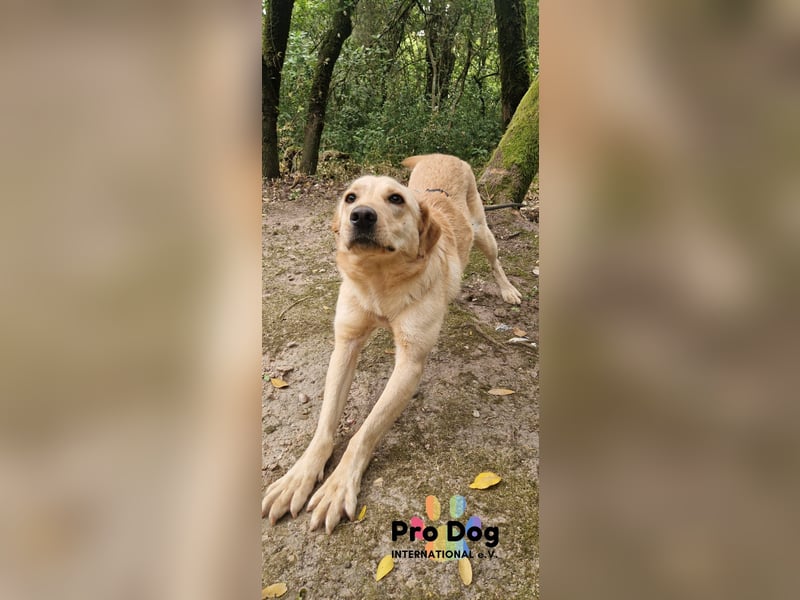 Vanilla, ein Traum von Hund