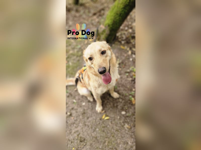 Vanilla, ein Traum von Hund