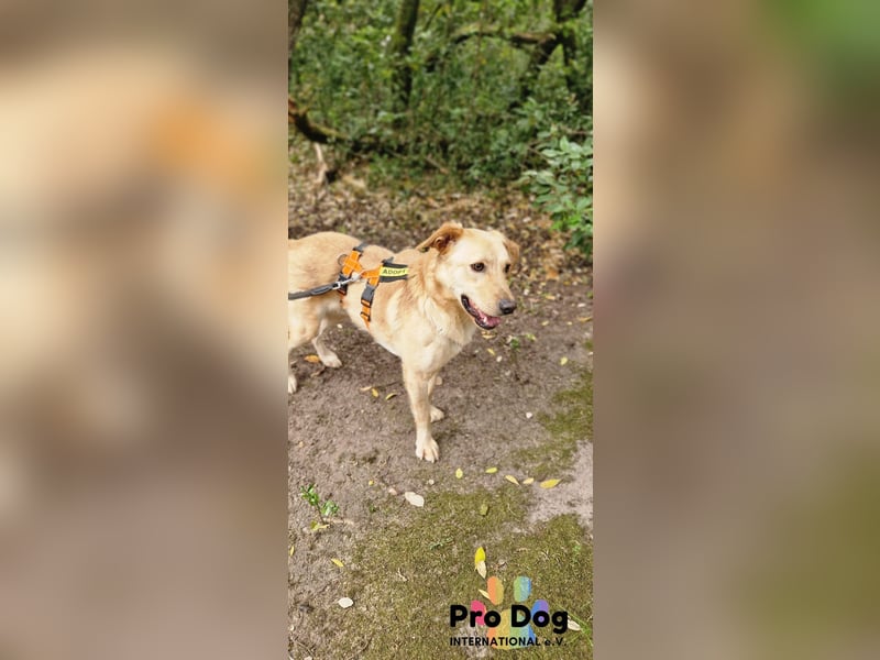 Vanilla, ein Traum von Hund