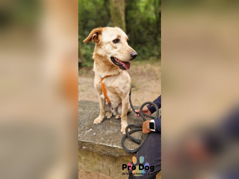 Vanilla, ein Traum von Hund