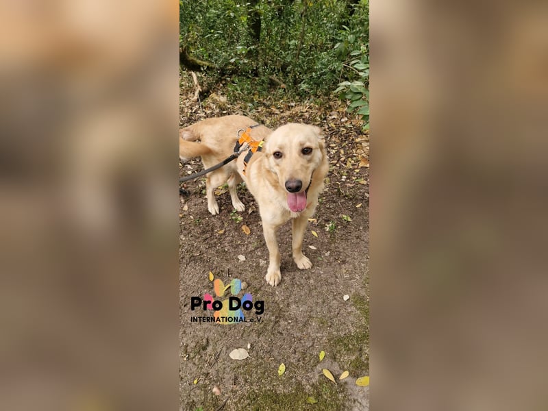 Vanilla, ein Traum von Hund