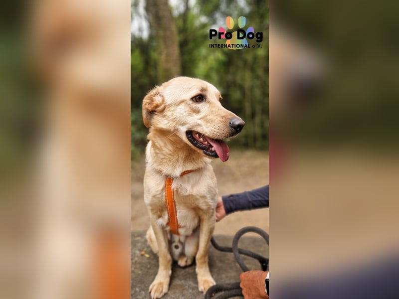 Vanilla, ein Traum von Hund
